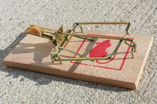 mouse trap