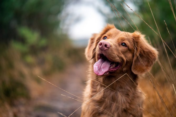 photo of a dog