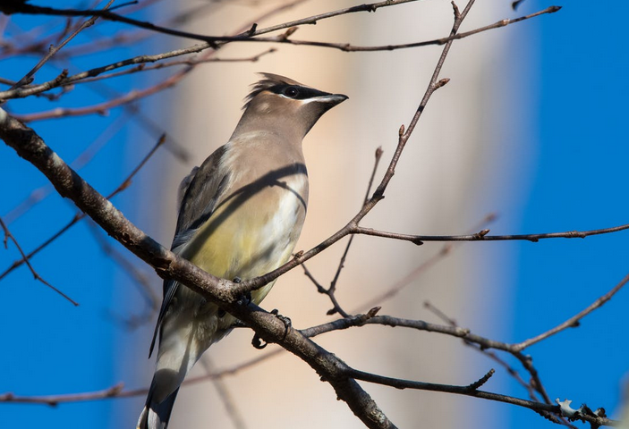 bird
